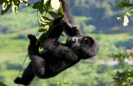 When is the best time see Gorillas in Rwanda or Uganda?