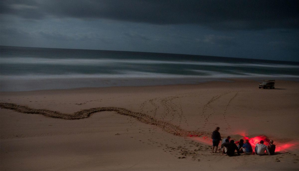 Where to go on safari in Africa in November - turtle tracking in northern KwaZulu natal