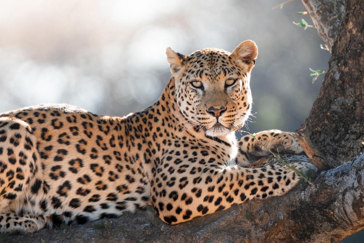 Cedarberg Travel | Okonjima Luxury Bush Lodge
