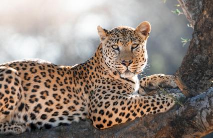 30 Years of Safari Excellence: A Conversation with Cedarberg Africa’s Co-founder Kate