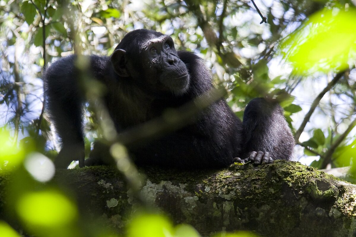 Cedarberg Travel | Primate Lodge Kibale