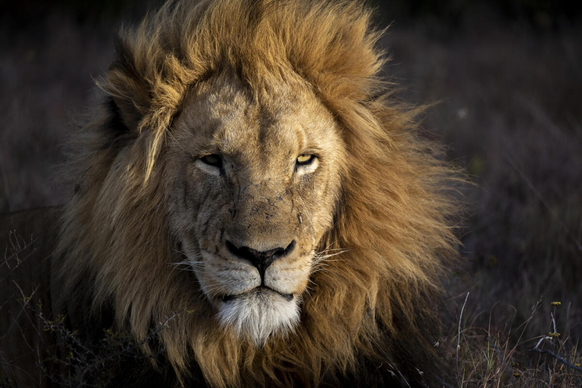 Cedarberg Travel | Pumba Msenge Bush Lodge