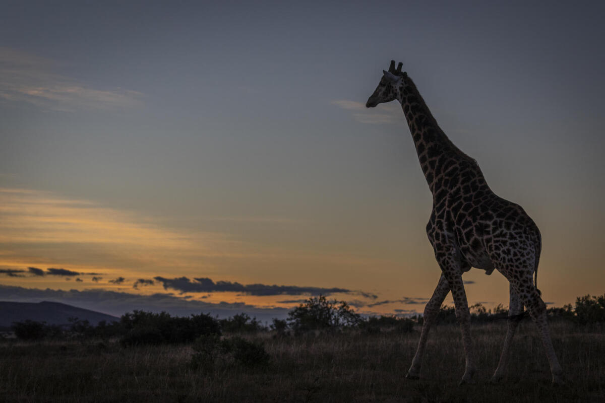 Cedarberg Travel | Pumba Msenge Bush Lodge