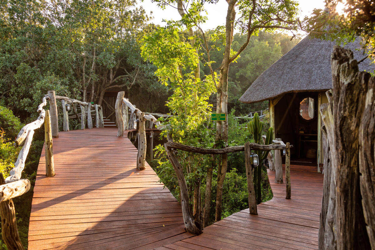 Cedarberg Travel | Lalibela Tree Tops Tented Camp