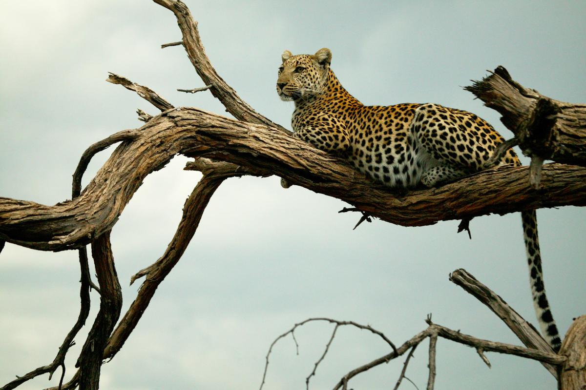 Cedarberg Travel | Selinda Explorers Camp