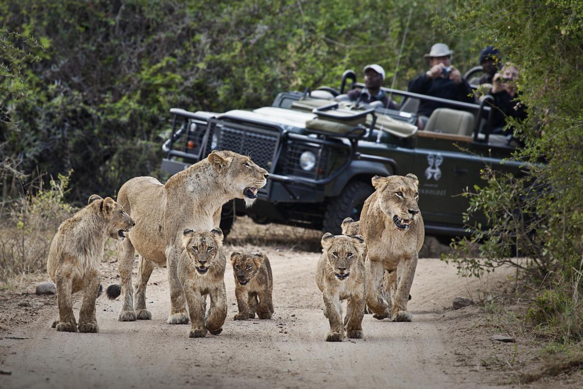 Cedarberg Travel | Londolozi Founders Camp