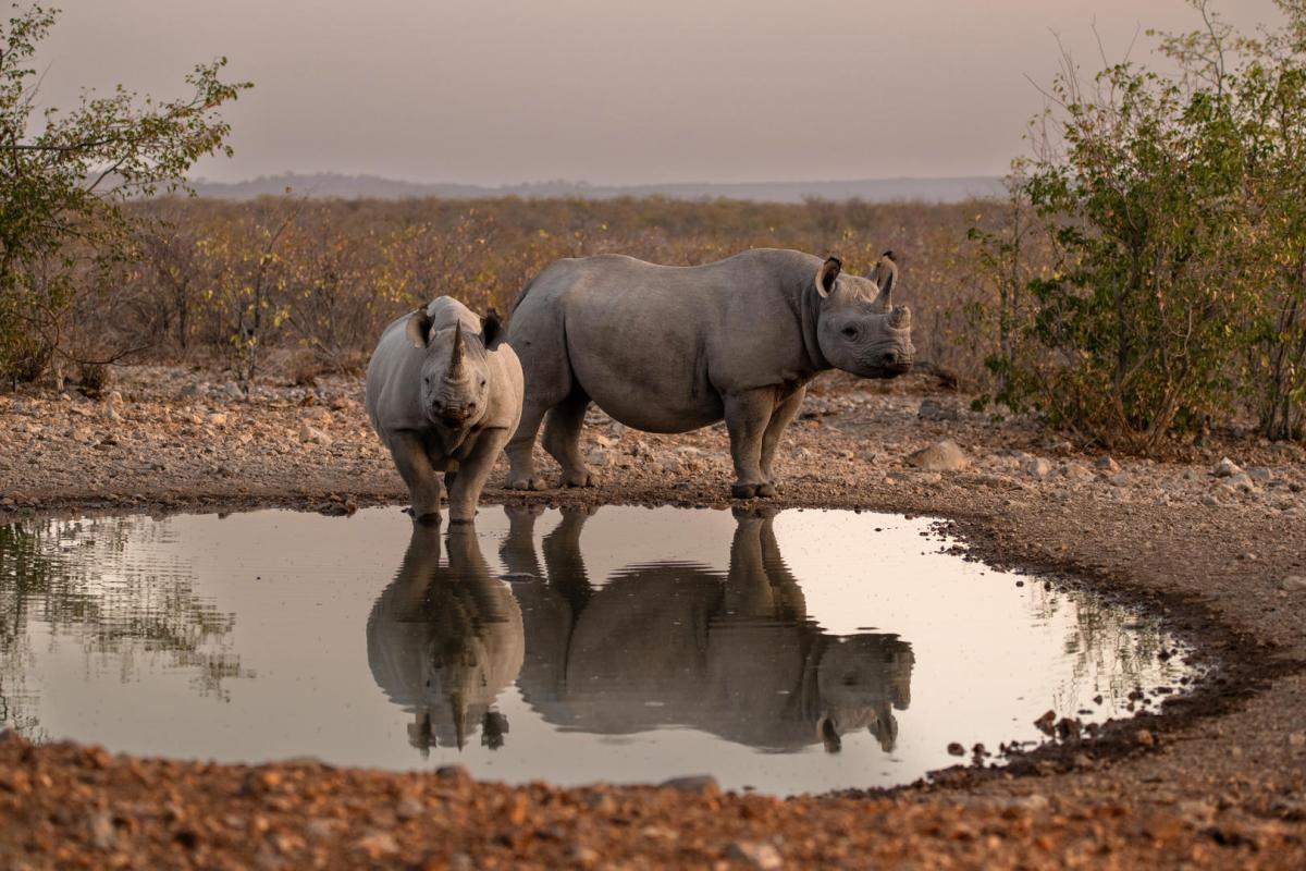 Cedarberg Travel | Ongava Lodge