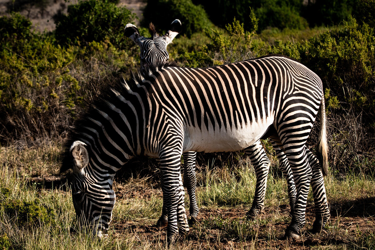 Cedarberg Travel | Sasaab Lodge