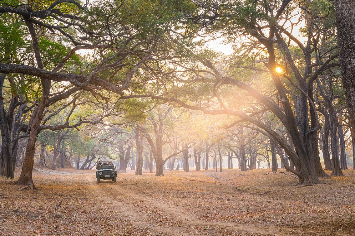 Car driving in woodland.