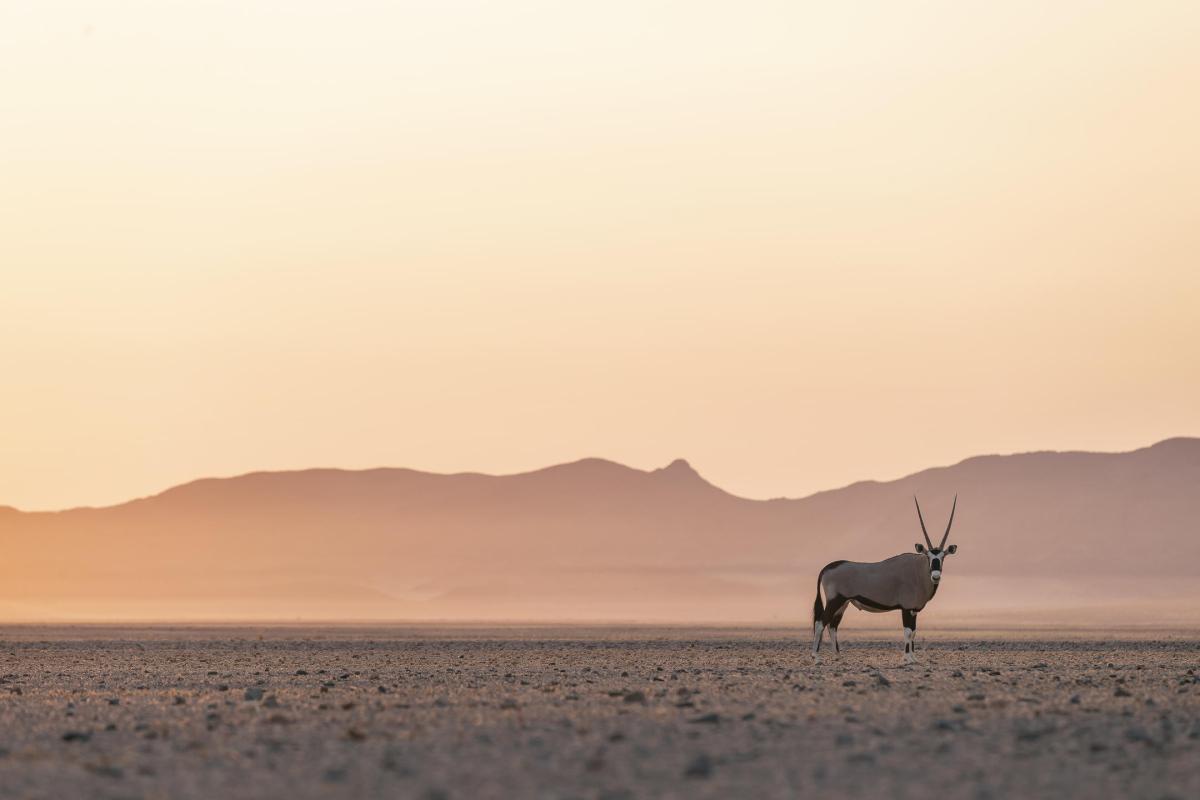 Cedarberg Travel | Little Kulala