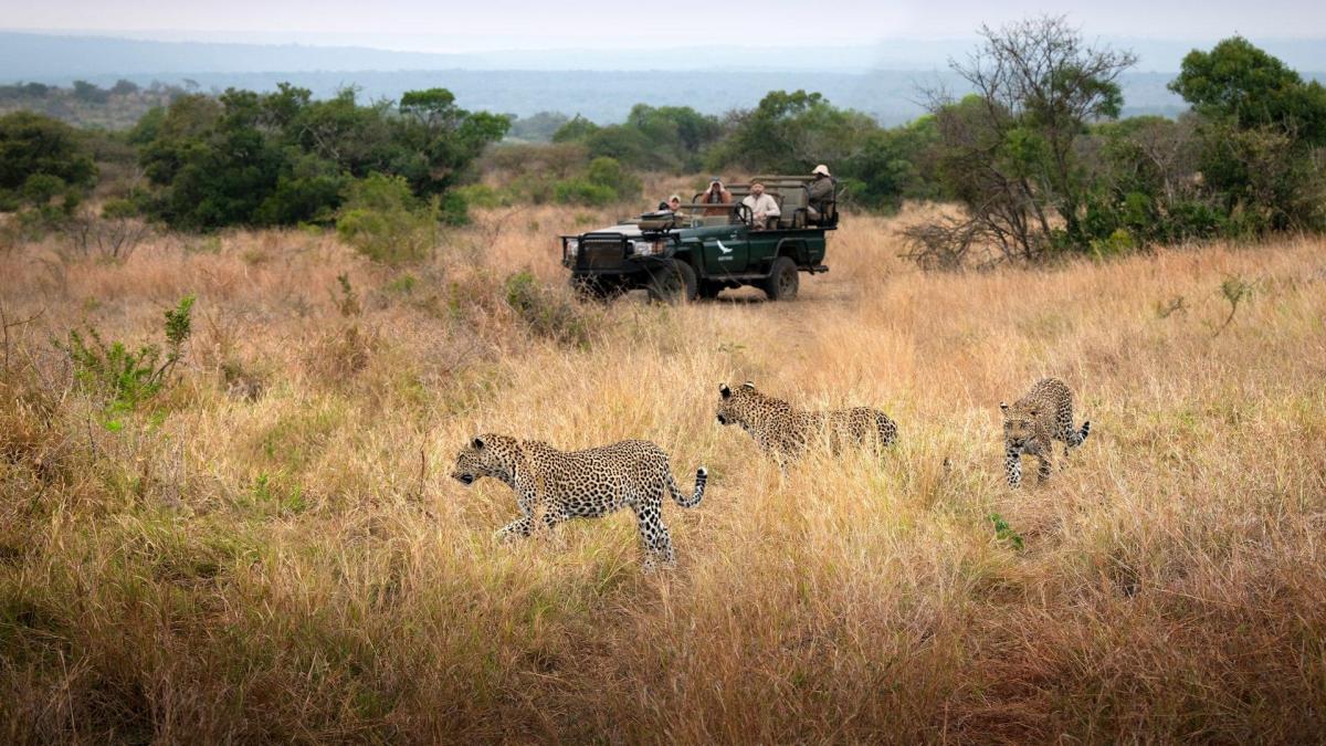 Cedarberg Travel | andBeyond Phinda Forest Lodge
