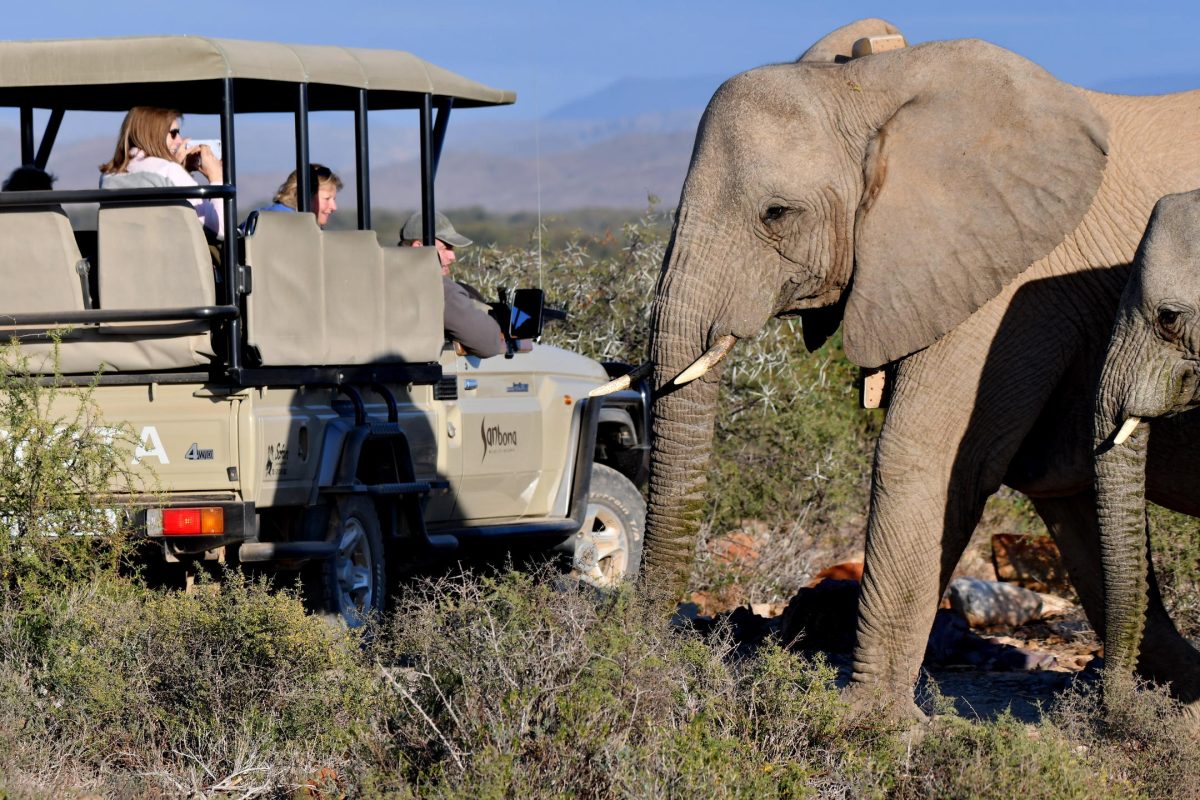 Cedarberg Travel | Dwyka Tented Lodge at Sanbona