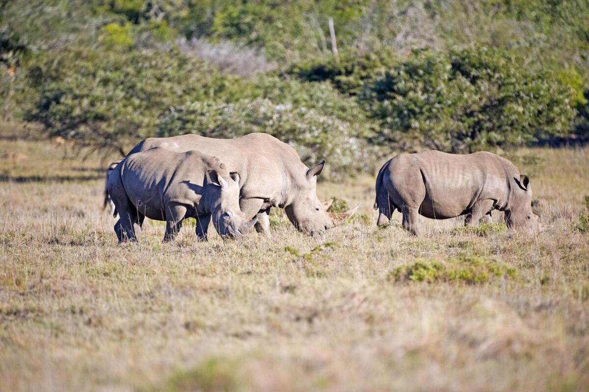 Cedarberg Travel | Amakhala Safari Lodge