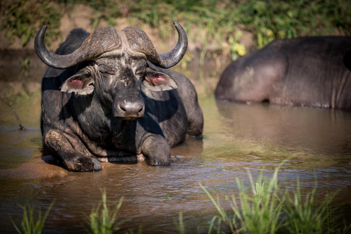 Cedarberg Travel | Kambaku Safari Lodge