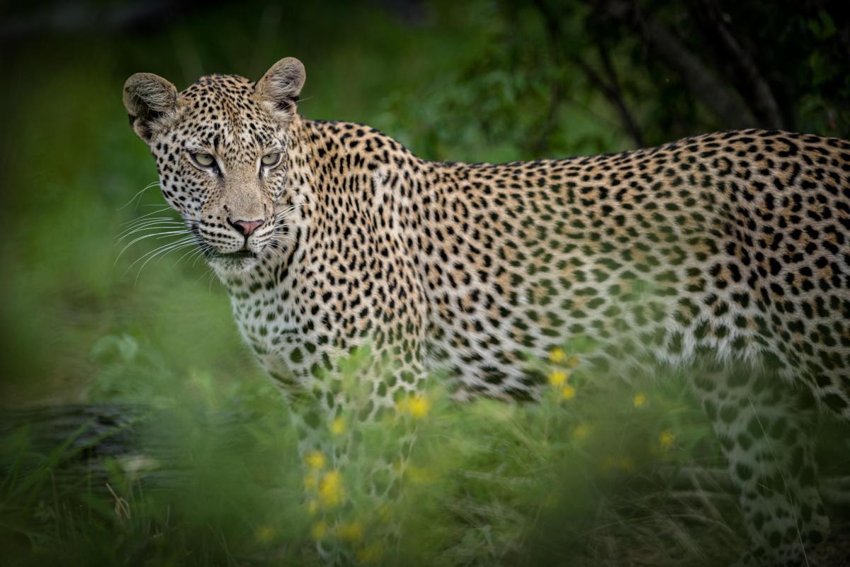 Cedarberg Travel | Kambaku Safari Lodge