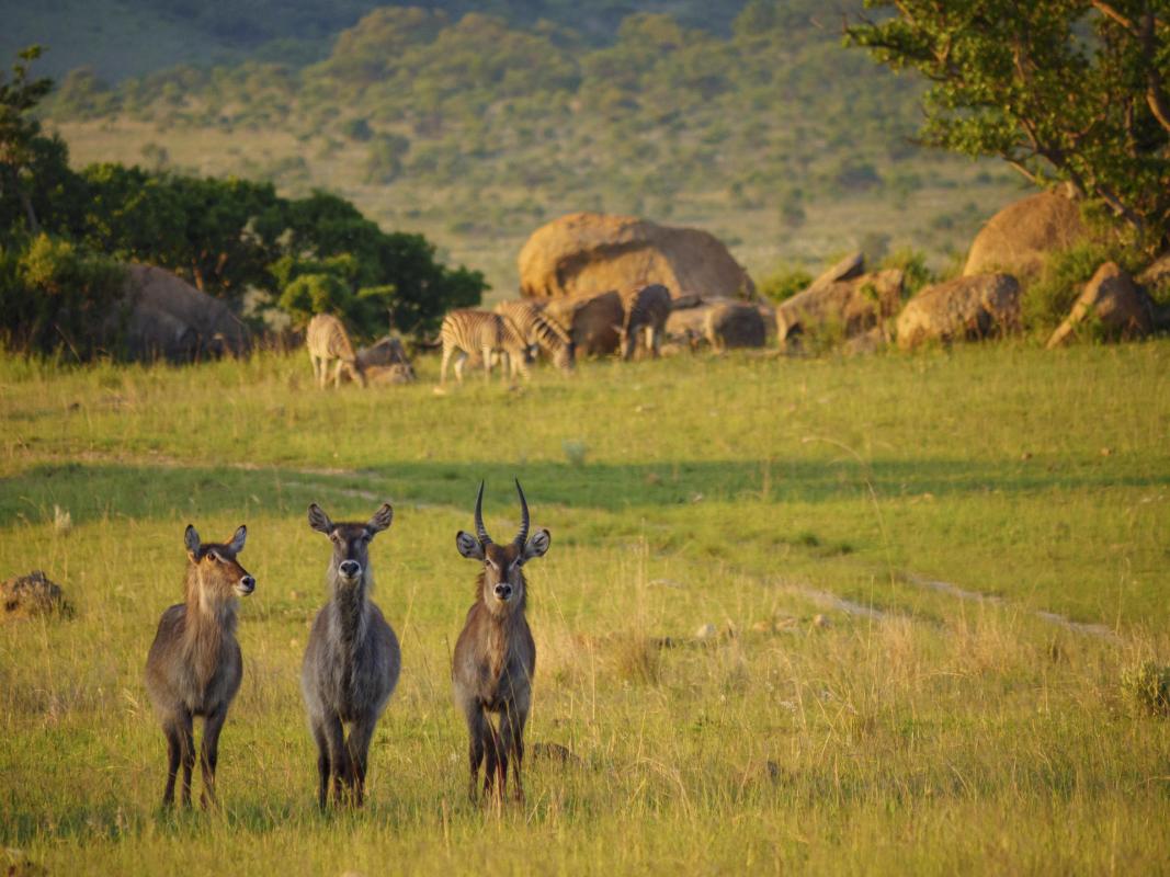 Cedarberg Travel | Nkomazi Game Reserve