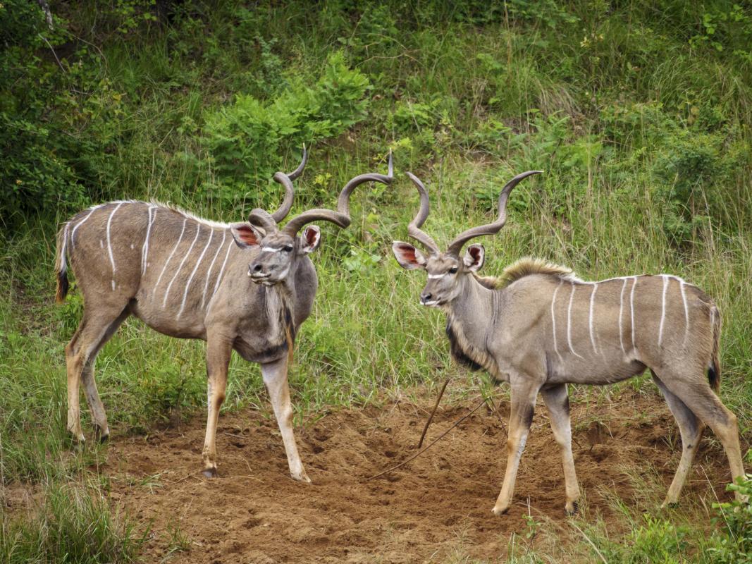 Cedarberg Travel | Nkomazi Game Reserve