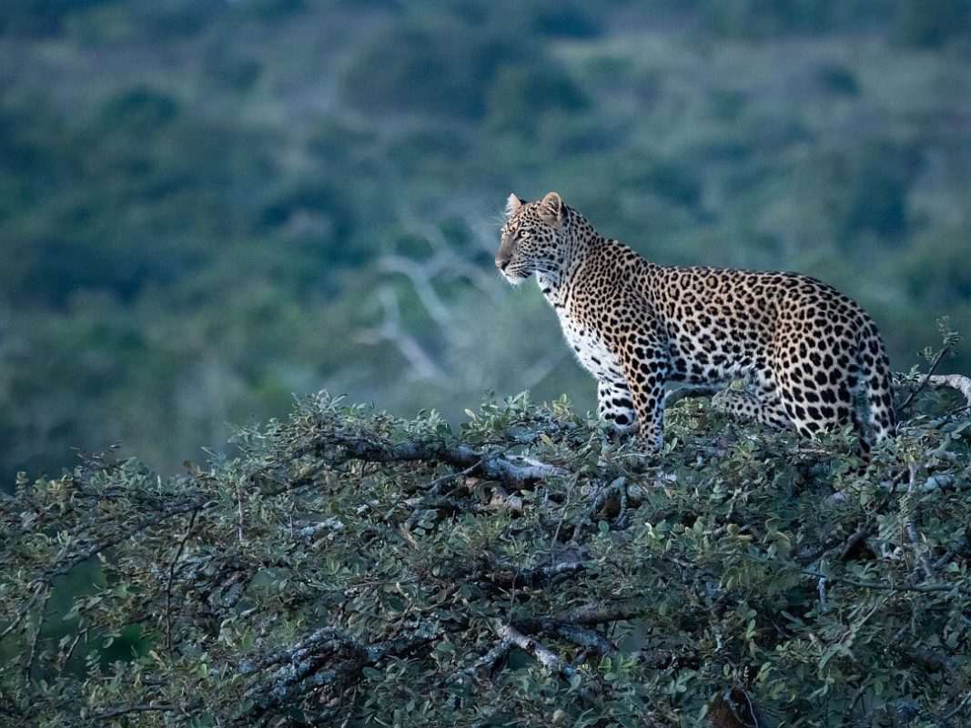Cedarberg Travel | Essence of Rwanda Gorillas & Game Safari