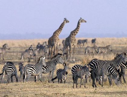 Katavi National Park safaris - collection of wildlife