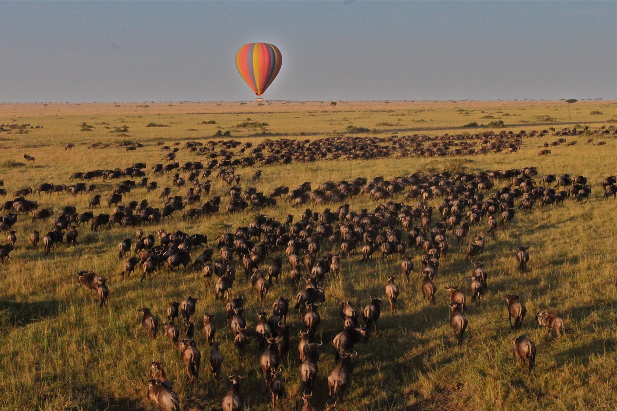 Cedarberg Travel | Saruni Mara