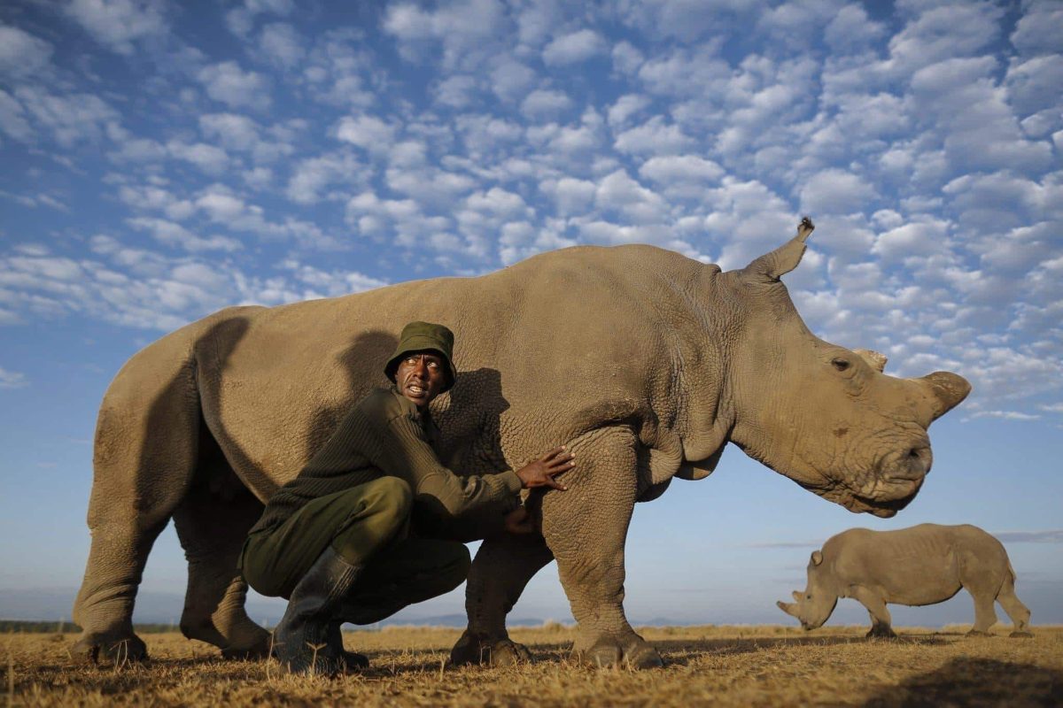 Cedarberg Travel | Kenya Family Safari Tour