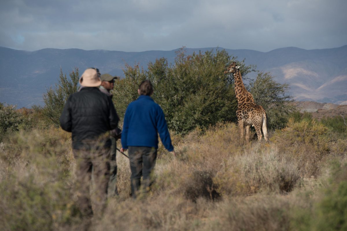 Cedarberg Travel | Dwyka Tented Lodge at Sanbona