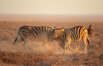 Namibia to Go
