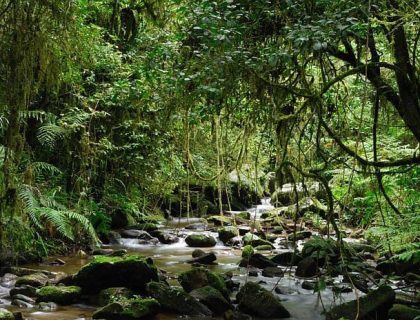 Madagascar walking safaris