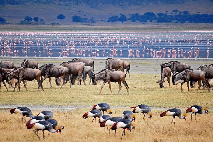 Ngorongoro crater safari