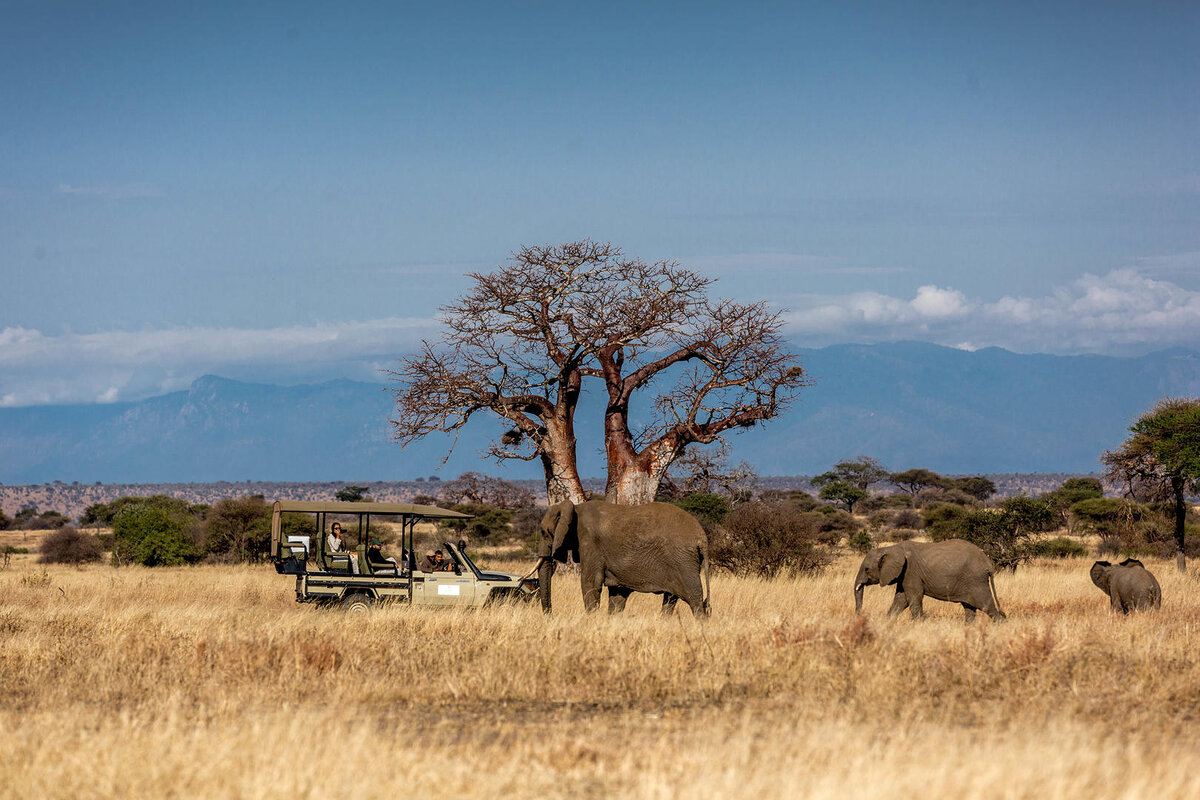 Cedarberg Travel | Nimali Tarangire