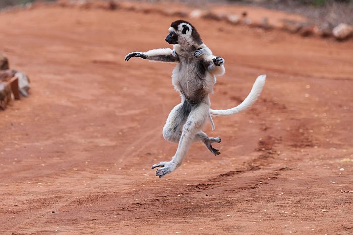 Sifaka lemur, spiny forest of southern Madagascar - African safaris in April -