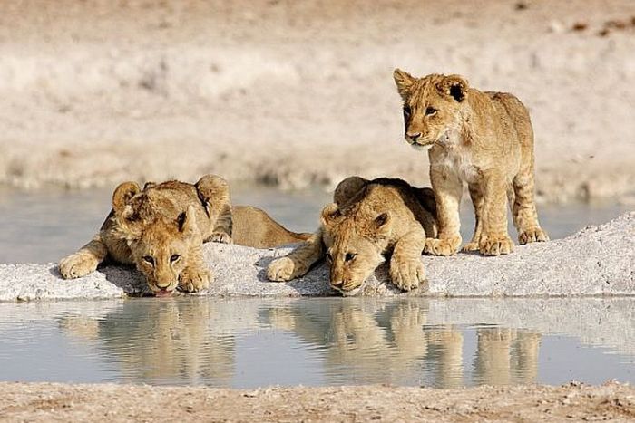 Lion Cubs at an Etosha Waterhole