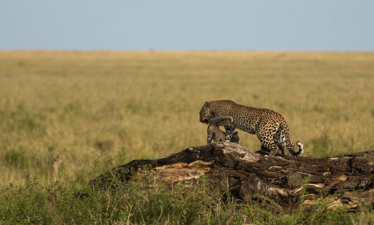 Cedarberg Travel | Nimali Central Serengeti