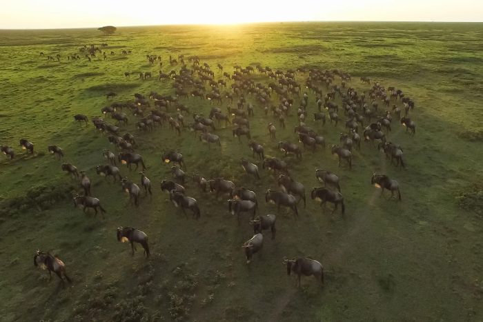 Cedarberg-Africa-Serengeti-Kleins-Camp-migration-700