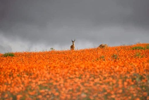Tips for Spring Flower Viewing in Namaqualand, Cederberg & West Coast in 2026