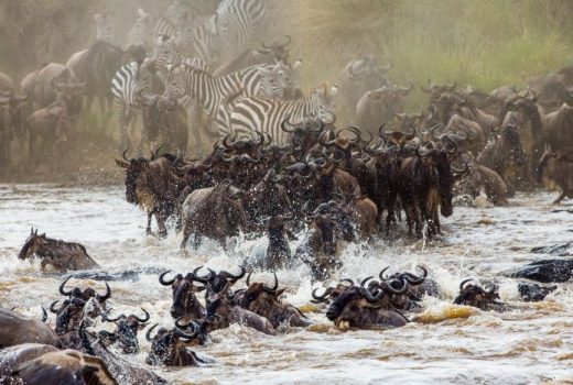 Tanzania versus Kenya – which country is best for YOUR safari?