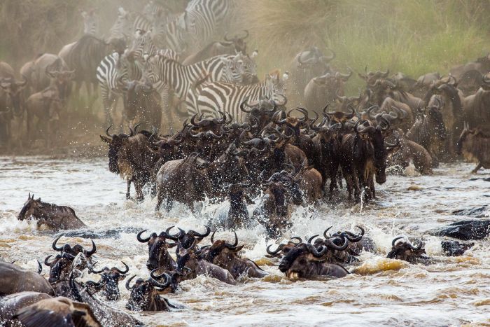 Tanzania versus Kenya – which country is best for YOUR safari?