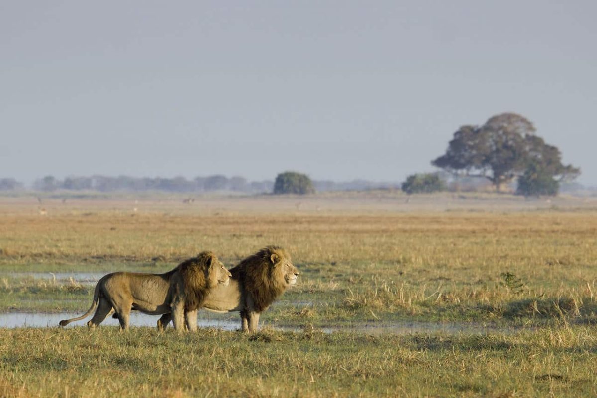 Cedarberg Travel | Busanga Bush Camp