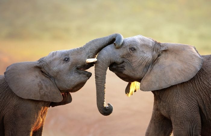 Elephant trunking in Malaria free game reserve of Addo Elephant Park, malaria free safari in south africa,