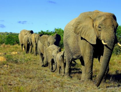 Addo Elephant Park Day Tours