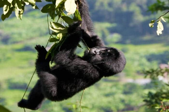 Bwindi baby gorilla-climbing tree in Bwindi Impenetrable Forest