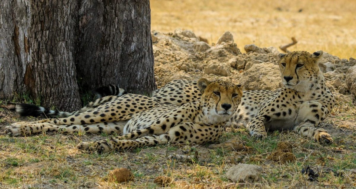 Cedarberg Travel | Camelthorn Lodge