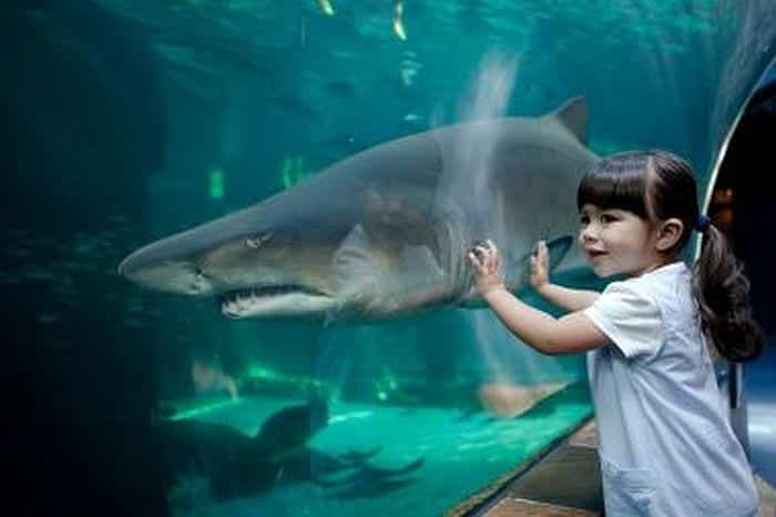 Top 20 Things to do with Kids in Cape Town