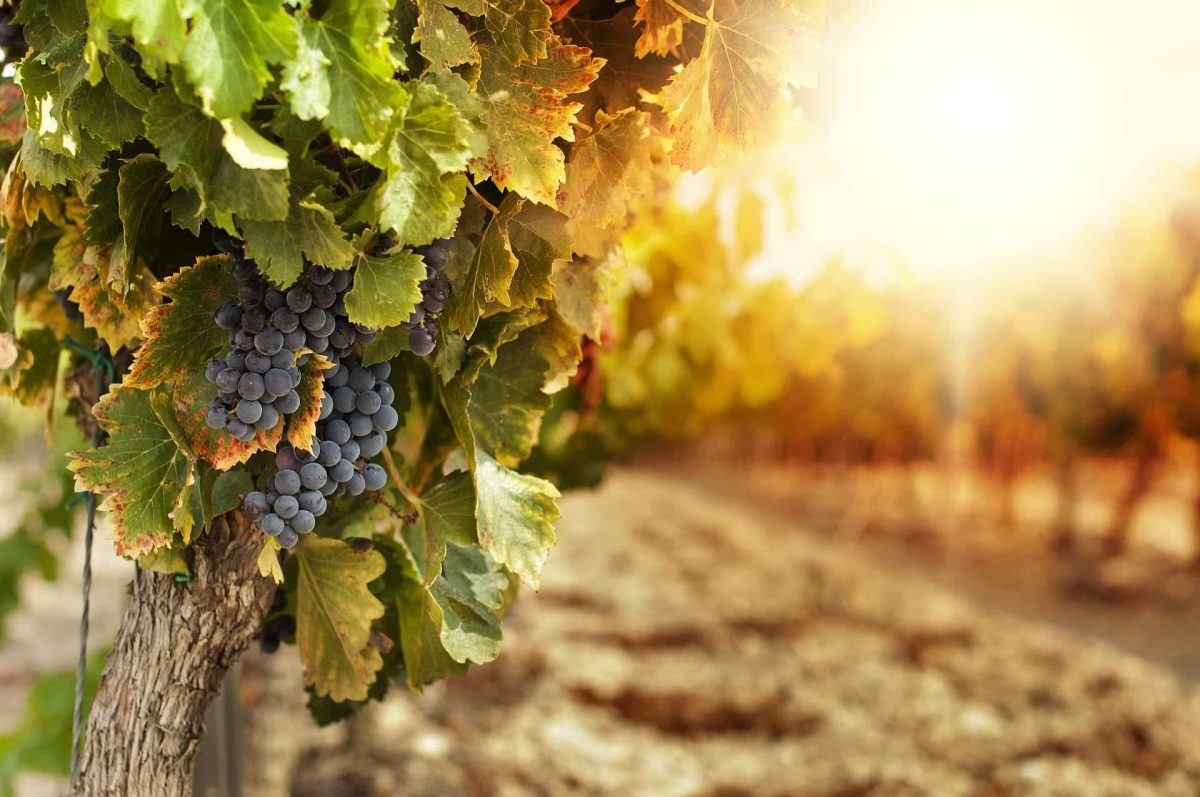 Cedarberg Travel | Gourmet and Boutique South Africa