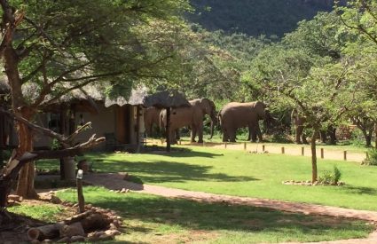 Entabeni Wildside Safari Camp