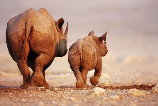 Relief from the drought – Rhino Tracking at Desert Rhino Camp