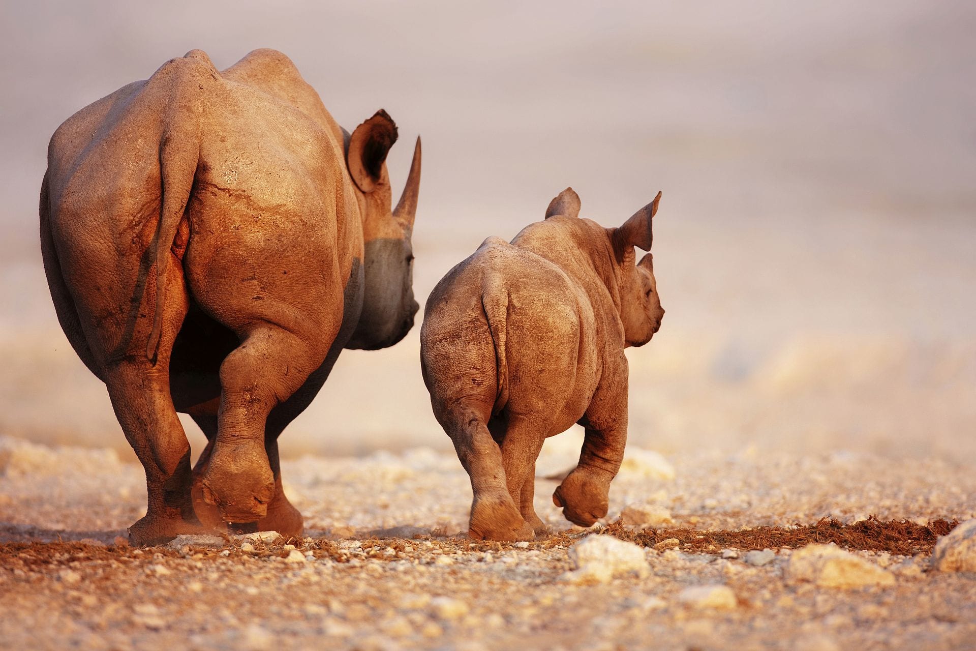 Relief from the drought – Rhino Tracking at Desert Rhino Camp