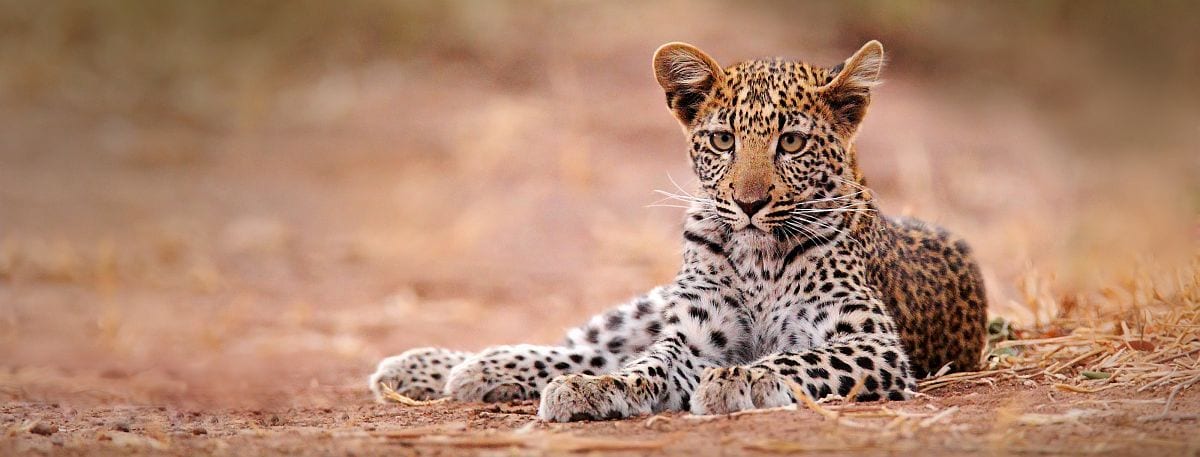Zambia vs Botswana vs Zimbabwe comparison - leopard in South Luangwa National Park in Zambia