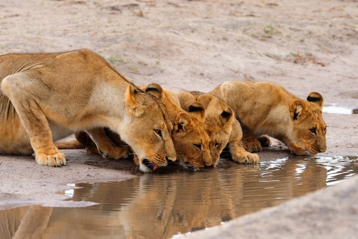 Hwange Lions drinking water in Zimbabwe