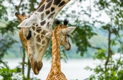 Why & where should you safari in KwaZulu Natal?